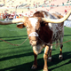 Illustration for article titled Texas Avenges Their Sick Bovine Mascot, Shocks Oklahoma